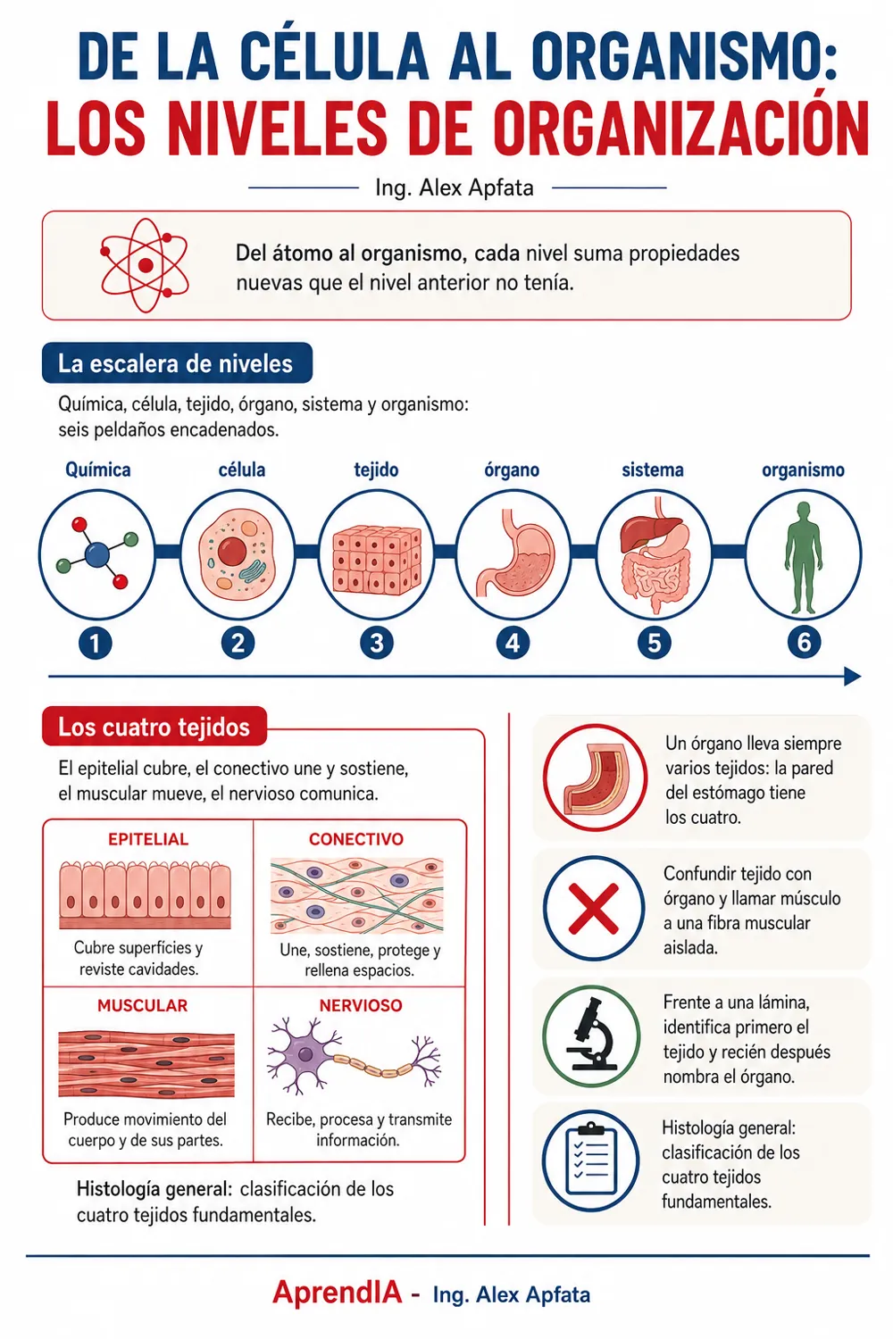 Página real 1 de Anatomía Humana Visual: los 12 sistemas en mapas