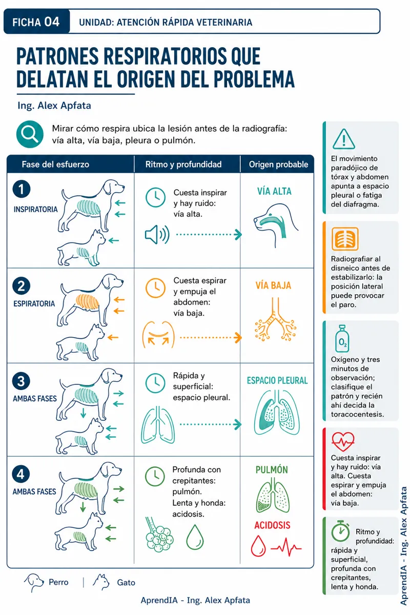 Página real 4 de Guía Visual de Atención Rápida para Veterinarios México
