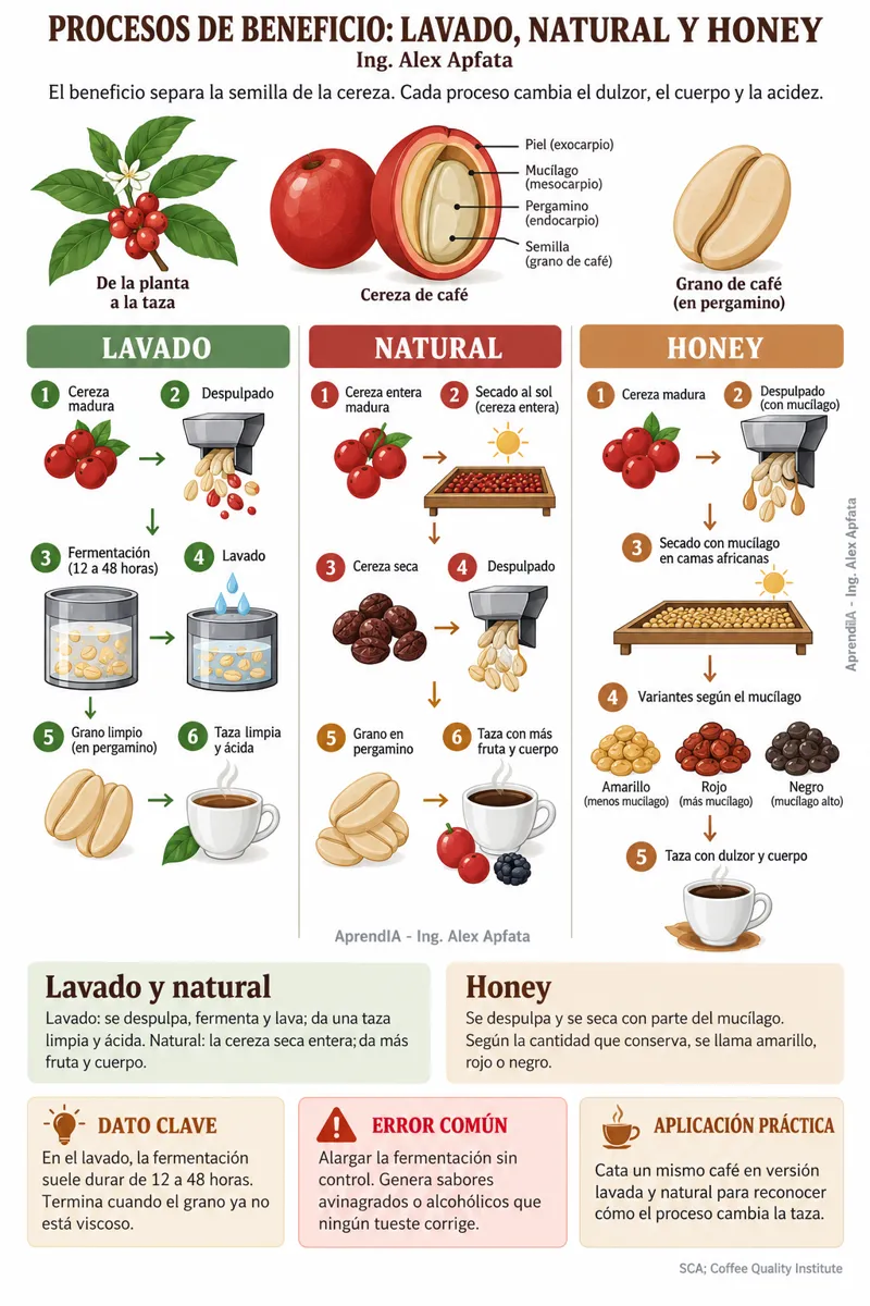 Página real 2 de Café de Especialidad: Tostado y Cafetería