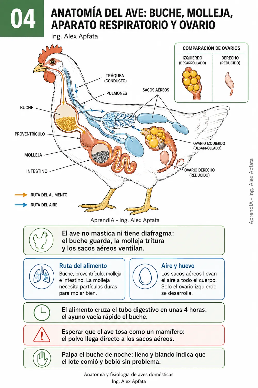 Página real 1 de Guía Visual de Crianza de Pollos de Engorde y Gallinas Ponedoras (México)