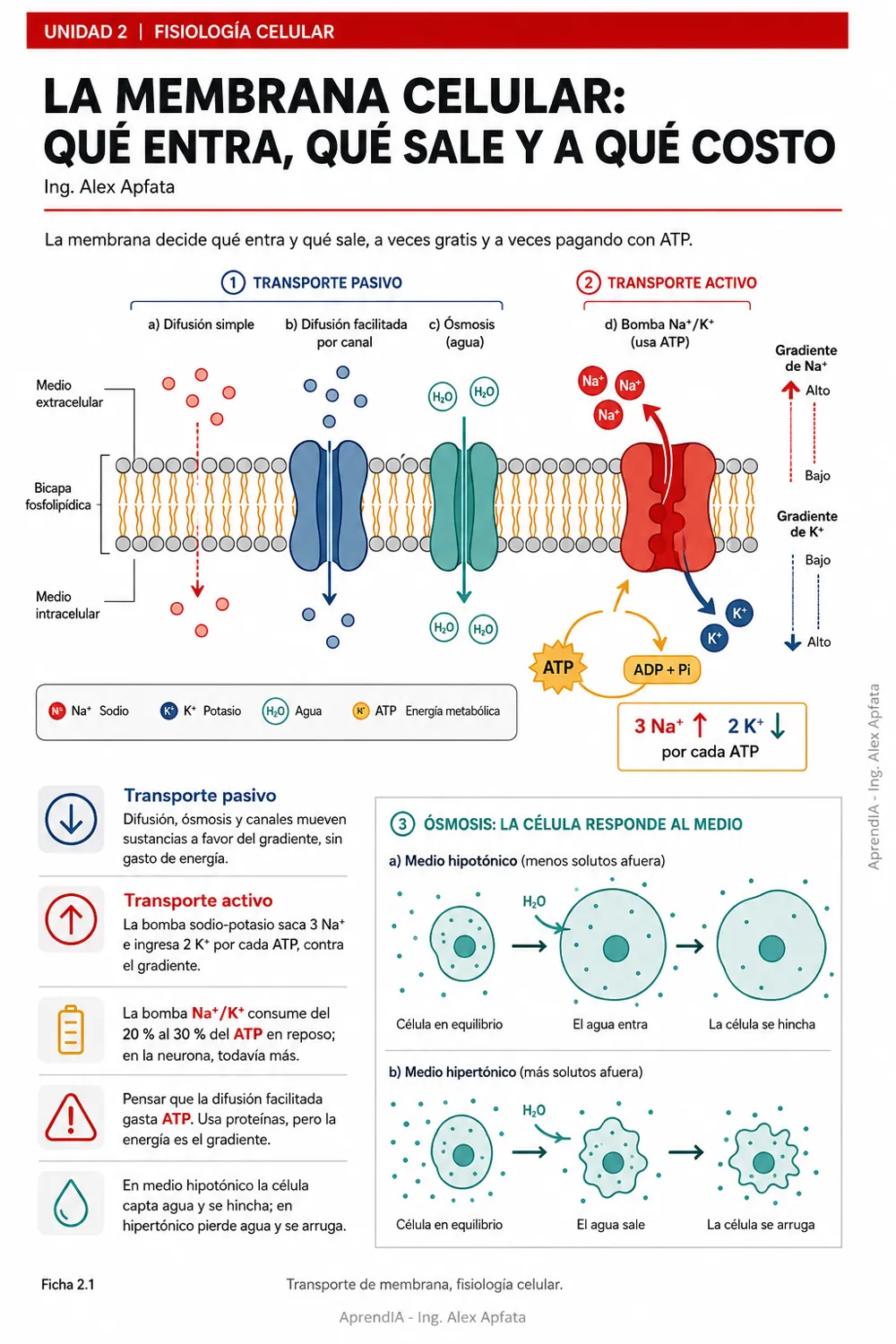 Página real 1 de Fisiología Visual: cómo funciona cada sistema del cuerpo — Edición México