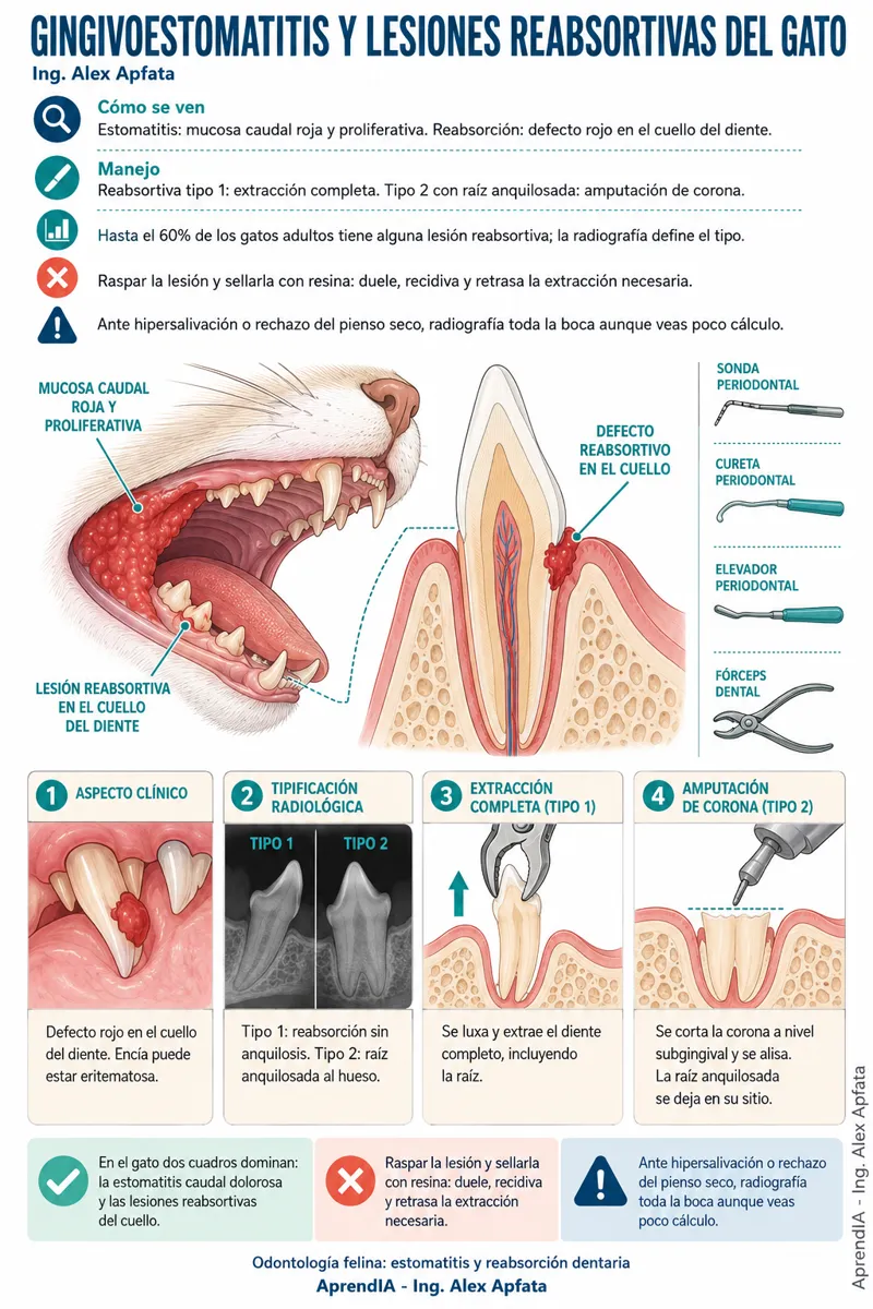 Página real 4 de Odontología Veterinaria: profilaxis y extracciones