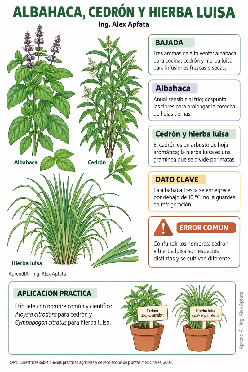 Página real 4 de Plantas Medicinales y Aromáticas para Vender. Edición México
