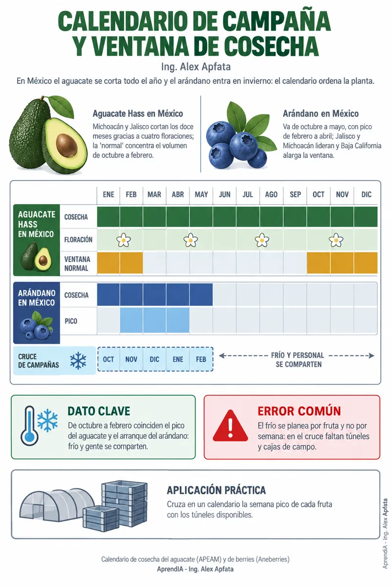 Página real 4 de Poscosecha, Calibres y Cadena de Frío en Aguacate Hass y Arándano para Exportación