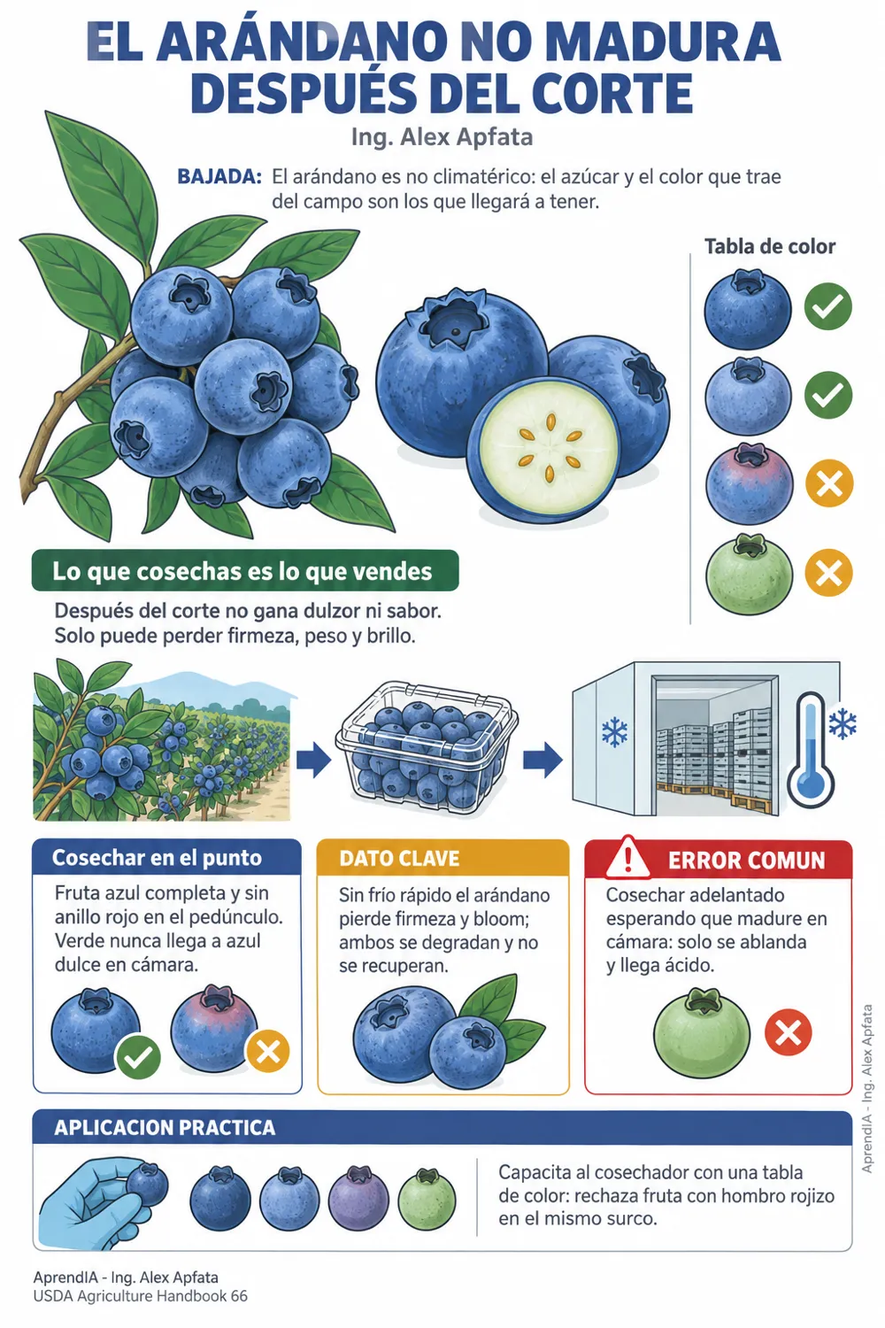 Página real 1 de Poscosecha, Calibres y Cadena de Frío en Aguacate Hass y Arándano para Exportación